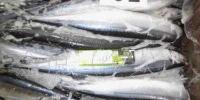 進口三陸產秋刀魚批發指南 70尾10kg鮮活水產品采購優勢
