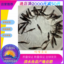 港興水產(chǎn) 專業(yè)供應(yīng)優(yōu)質(zhì)鴨嘴魚苗及魚苗批發(fā)服務(wù)