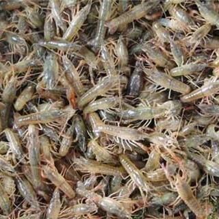 青蝦批發(fā) 16元/斤價(jià)格優(yōu)勢(shì)下的日用百貨銷售新機(jī)遇