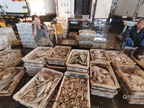 青島海鮮自由季 梭子蟹價格“跳水”，日用百貨銷售升溫